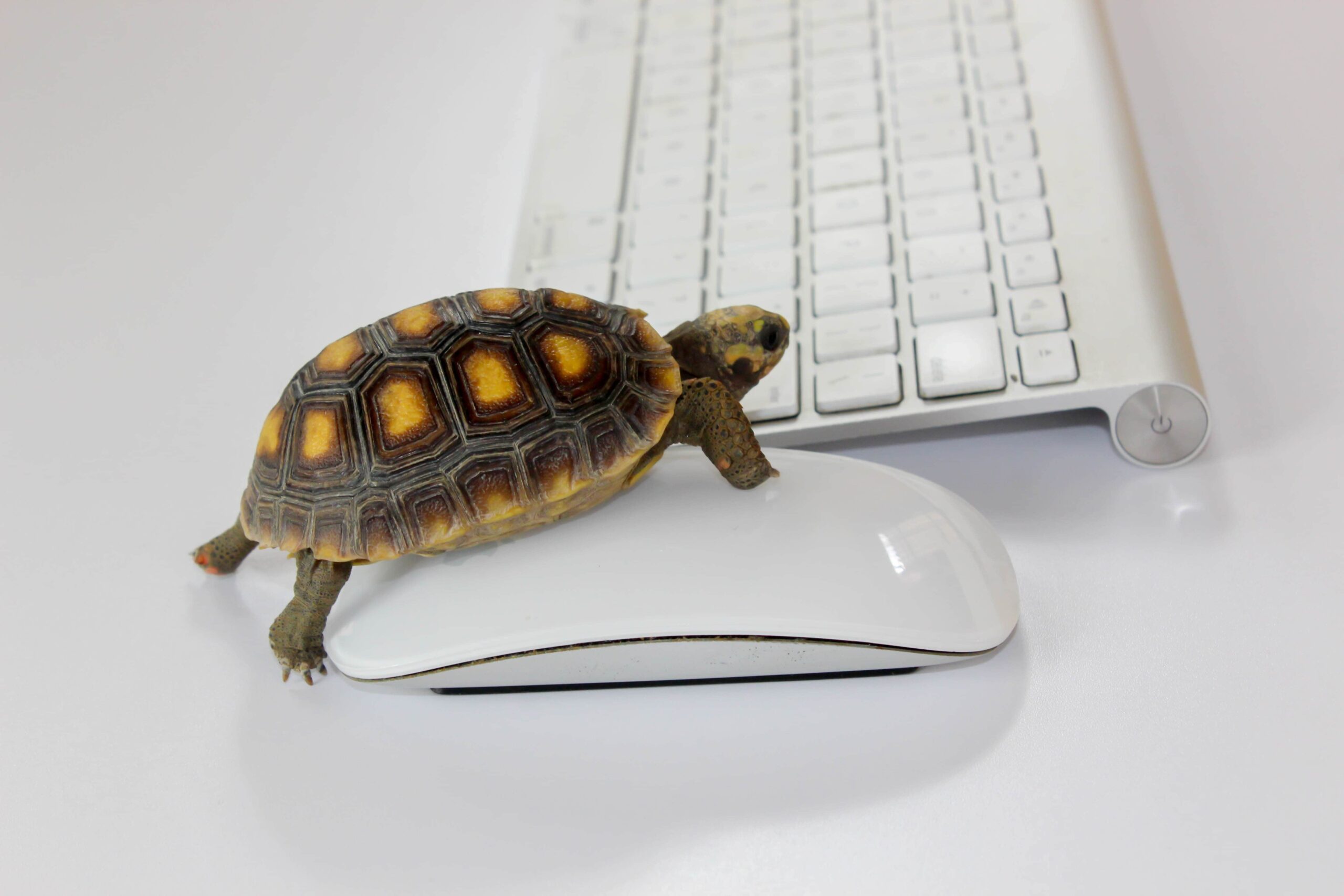 slow loading website turtle on mouse with keyboard in background